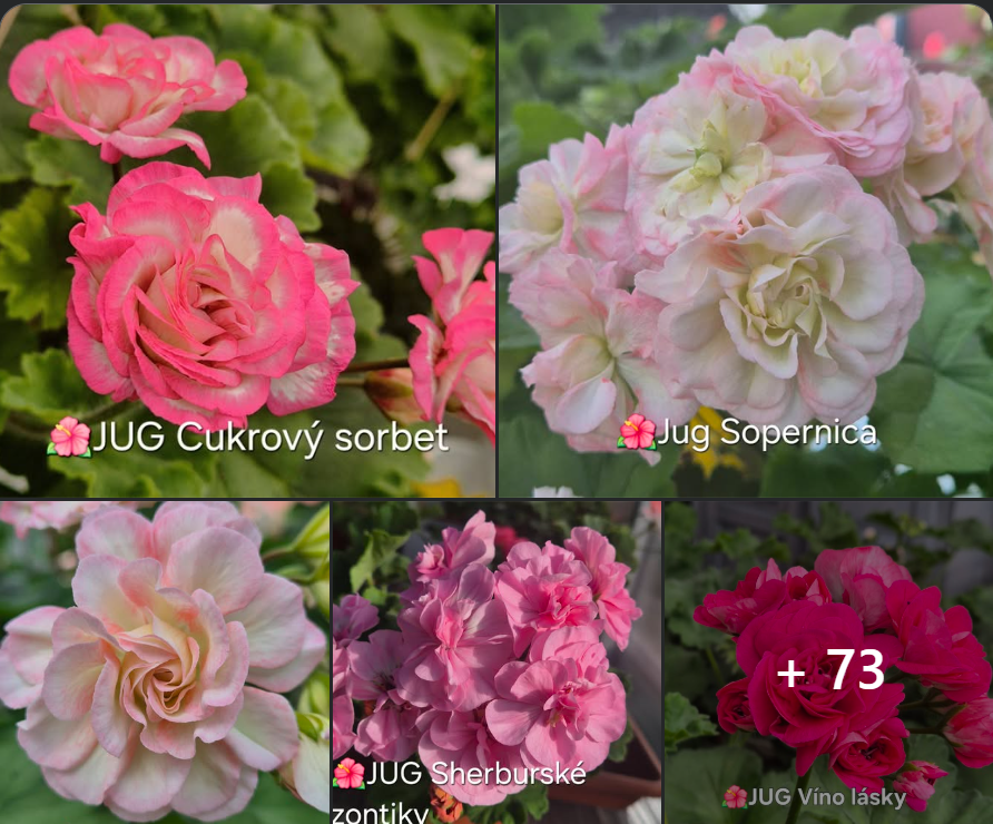 Muškátová zahrádka - září